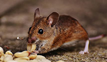 24 Hour & Emergency Exterminators in Abingdon, VA